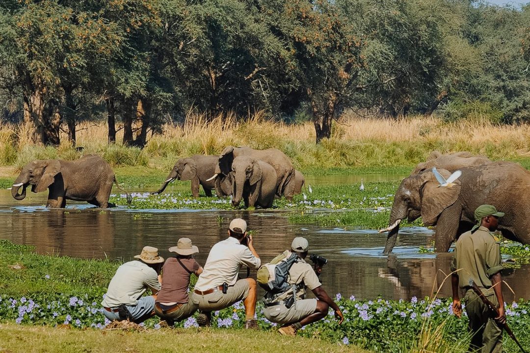 Walking safaris